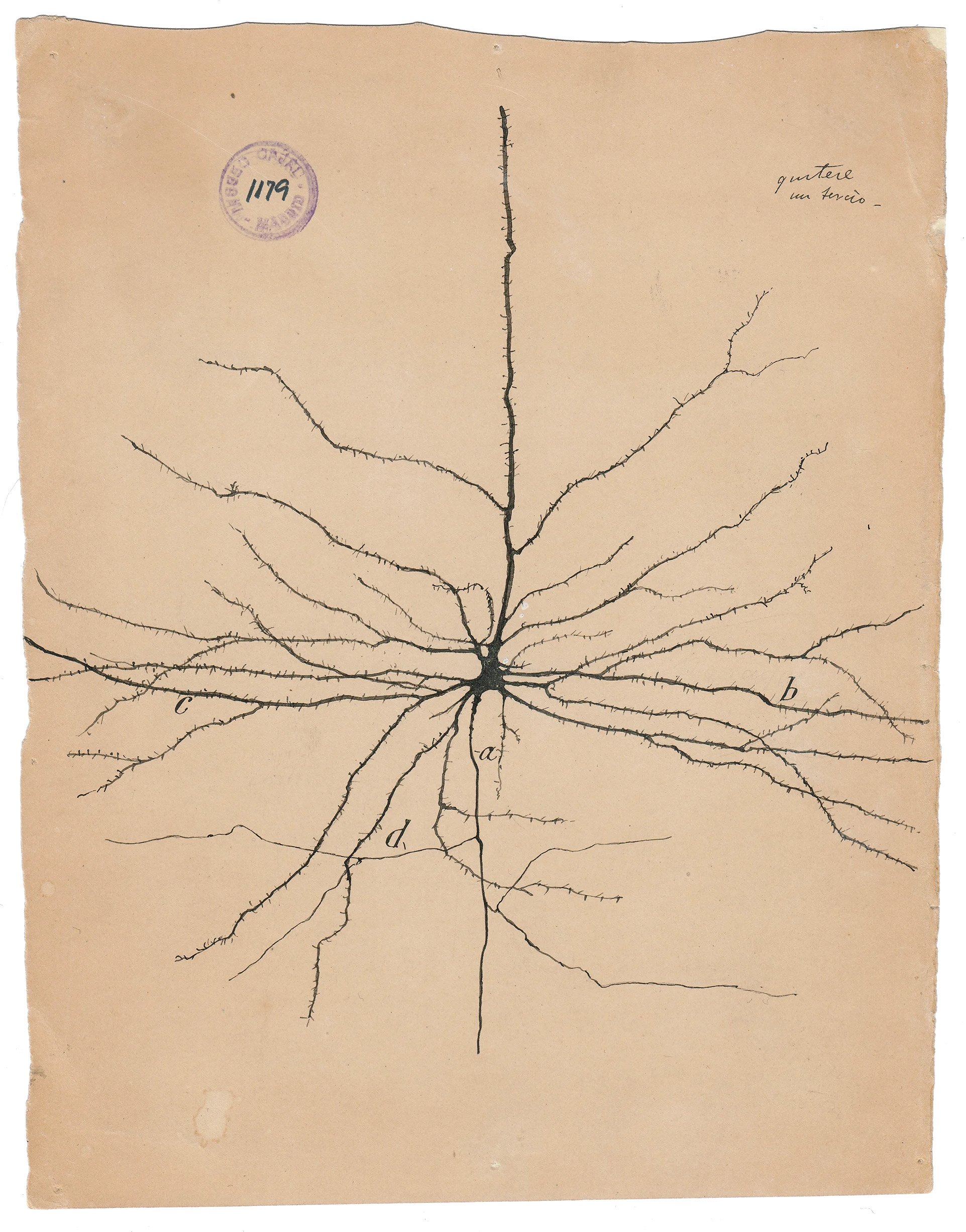 myśli mają drobne gałęzie. Santiago Ramón y Cajal, praca 3.