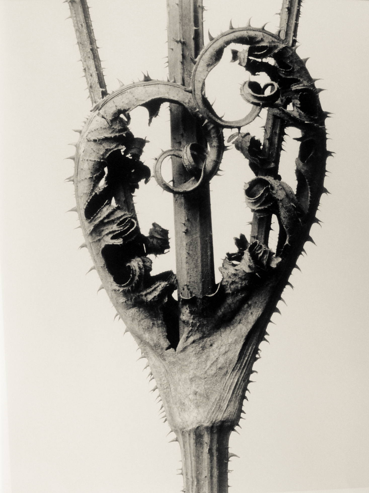 zwykły liść, tylko popatrz dłużej. Karl Blossfeldt, praca 10.