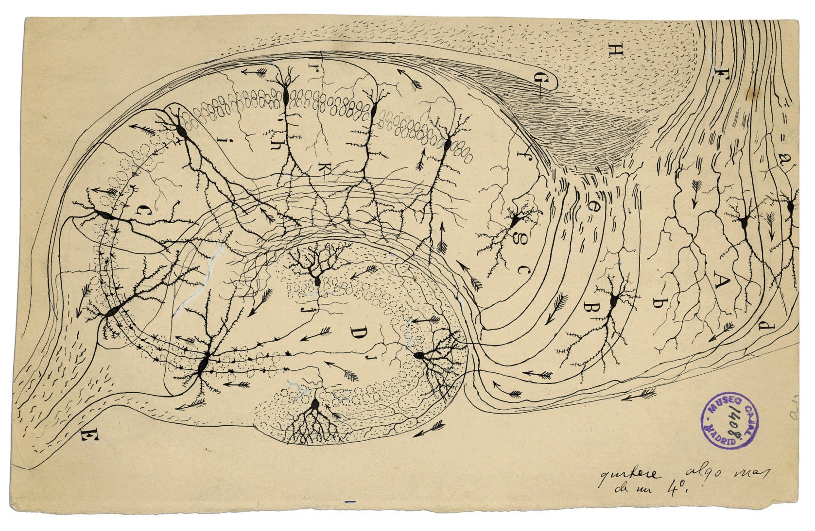 myśli mają drobne gałęzie. Santiago Ramón y Cajal, praca 7.