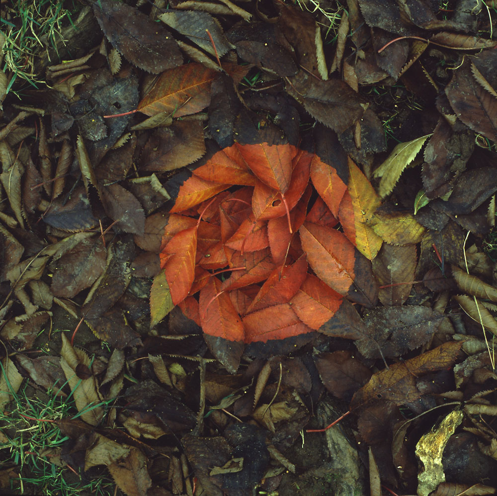 zanim zabierze to wiatr. Andy Goldsworthy, praca 4.