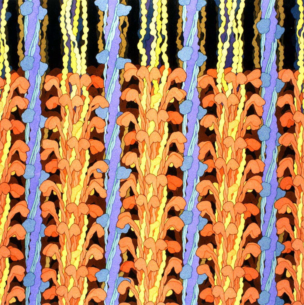 w każdej chwili dzieje się we mnie tyle. David S. Goodsell, praca 9.