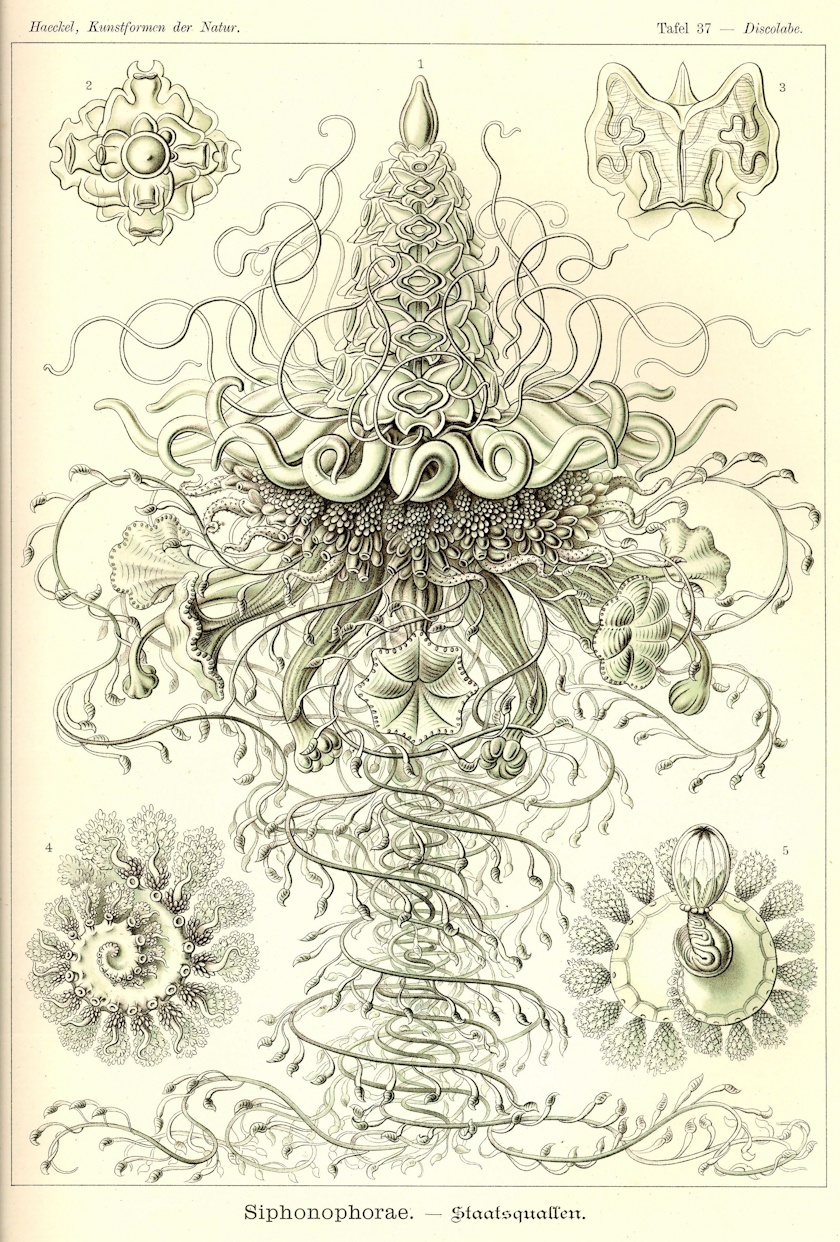 morze rysuje najdziwniejsze kształty. Ernst Haeckel, praca 7.