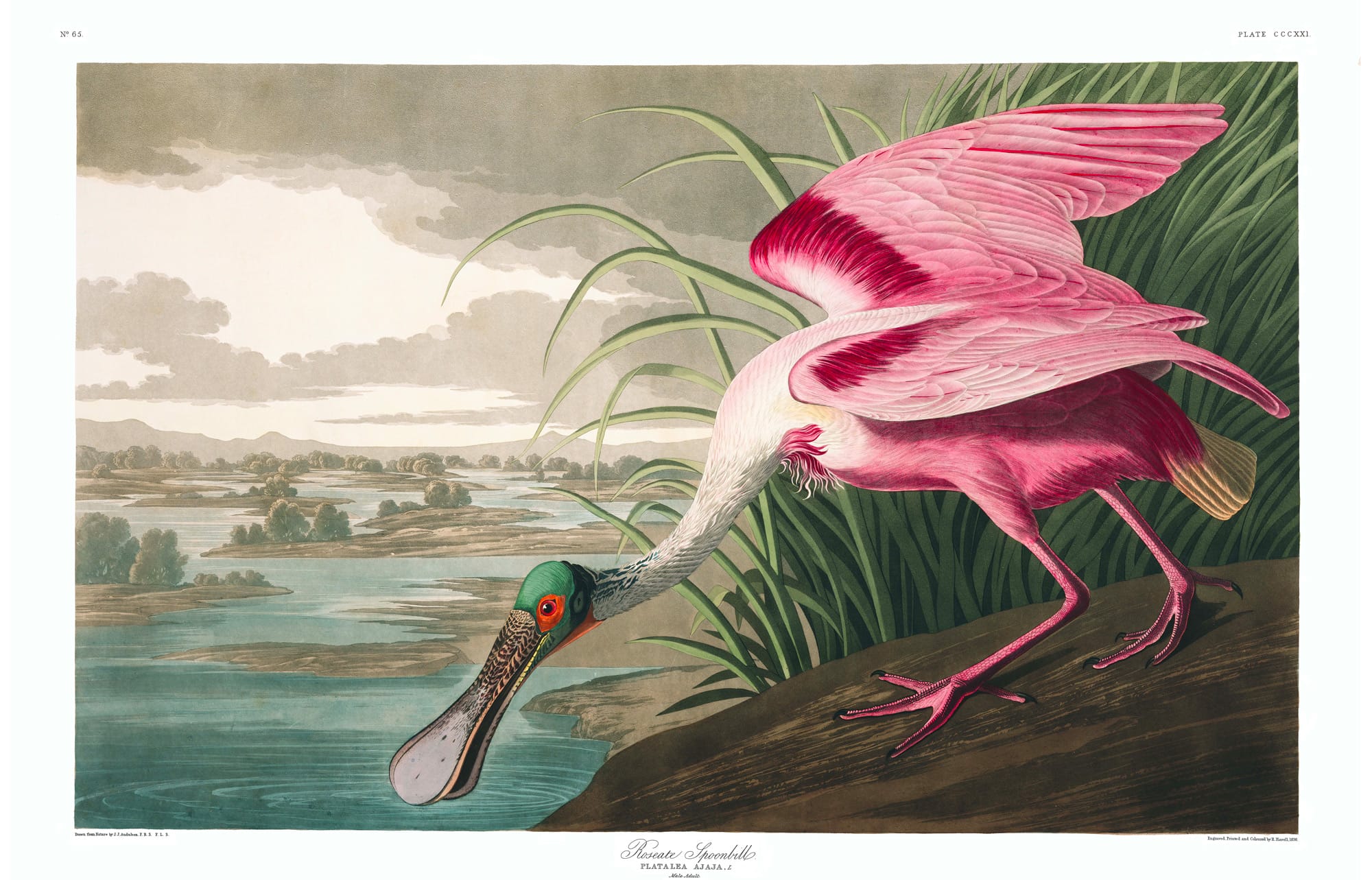 ptaki zostały na pożółkłych kartkach. John James Audubon, praca 2.