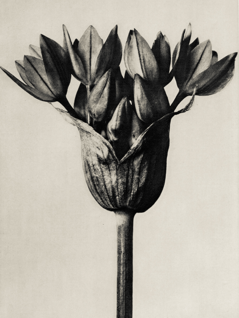 zwykły liść, tylko popatrz dłużej. Karl Blossfeldt, praca 2.
