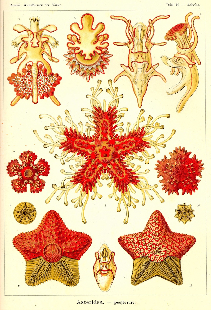 morze rysuje najdziwniejsze kształty. Ernst Haeckel, praca 10.