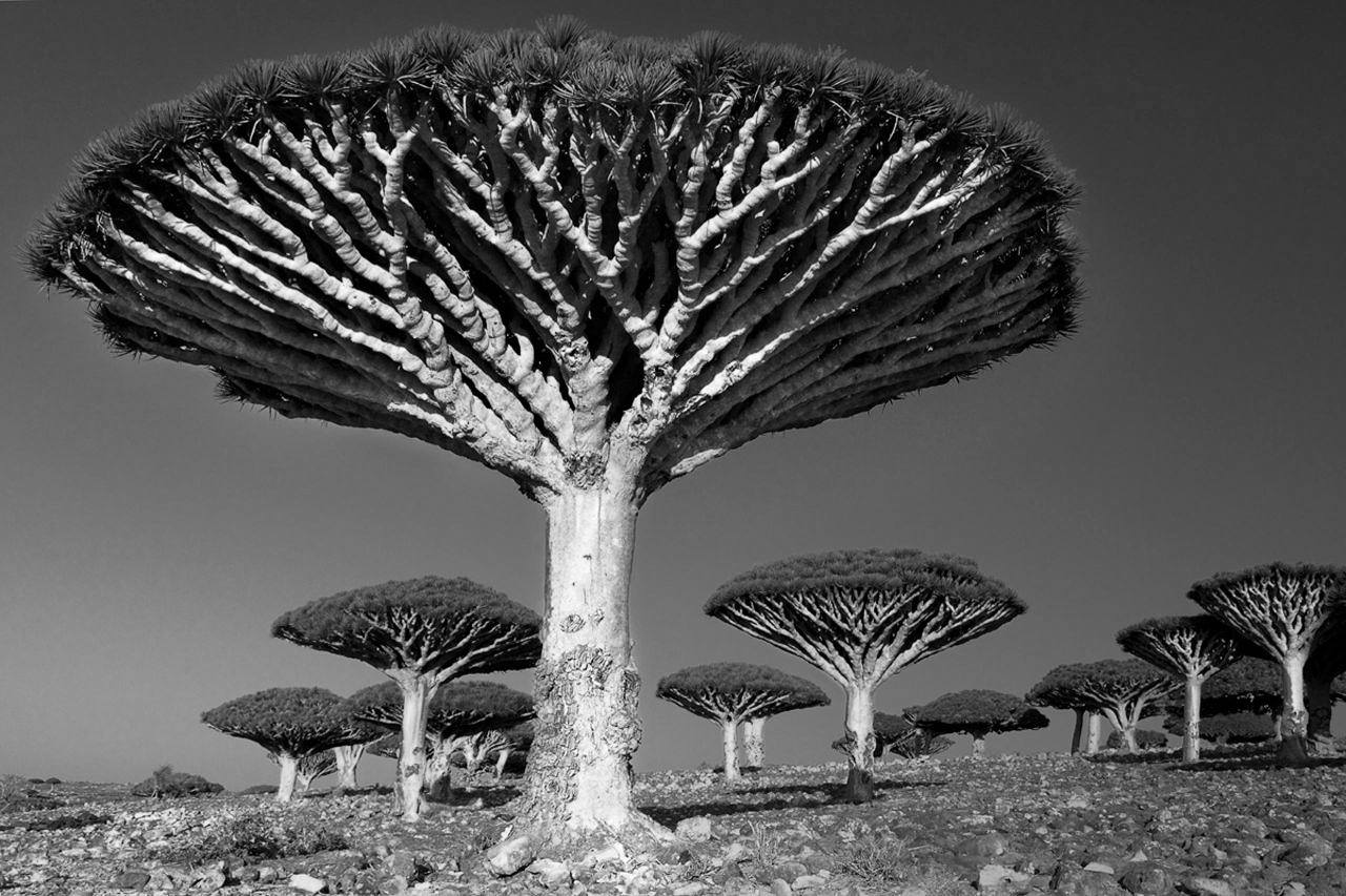drzewa pamiętają dłużej. Beth Moon, praca 6.