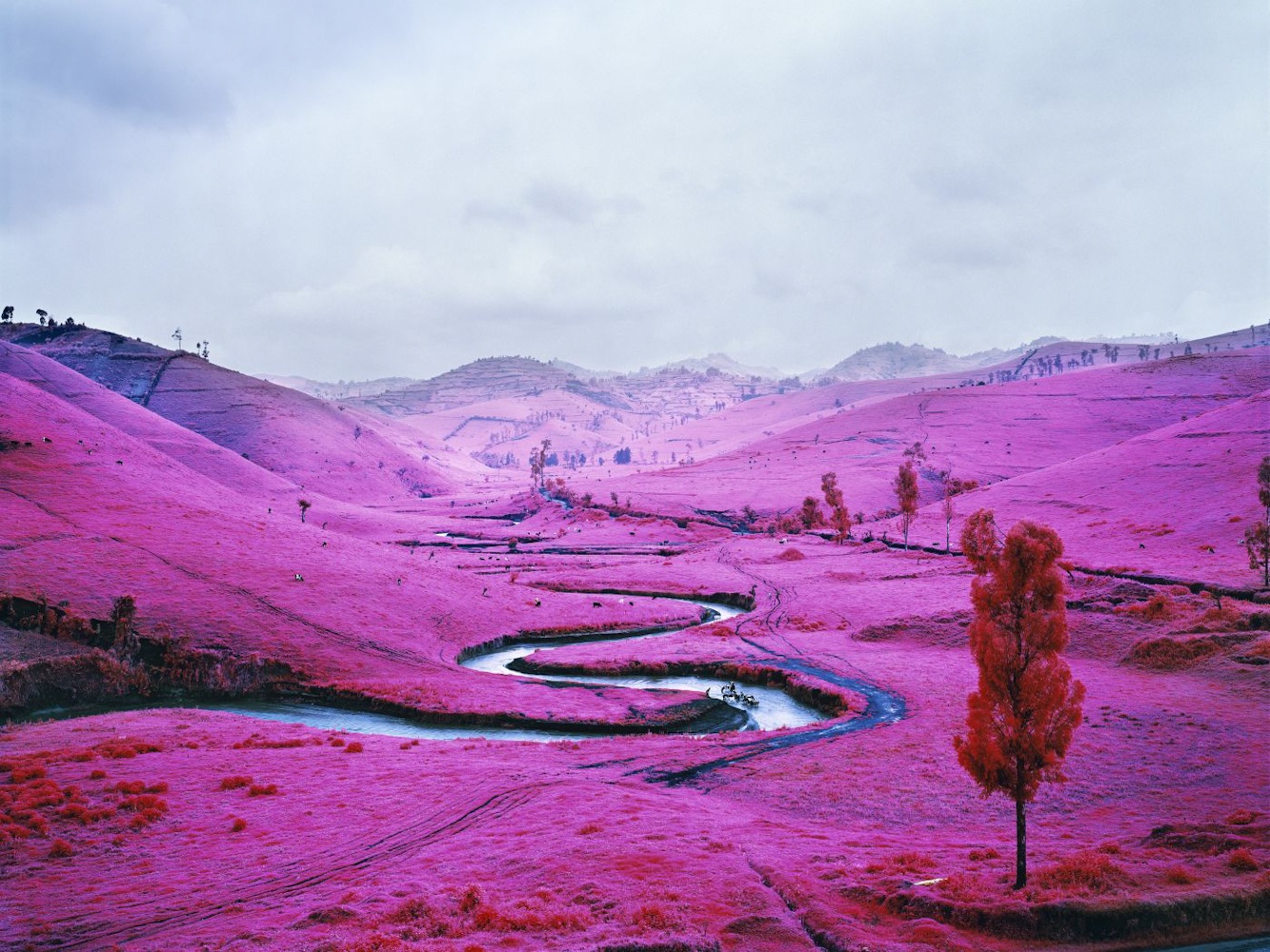 różowy kolor nie uspokaja. Richard Mosse, praca 4.