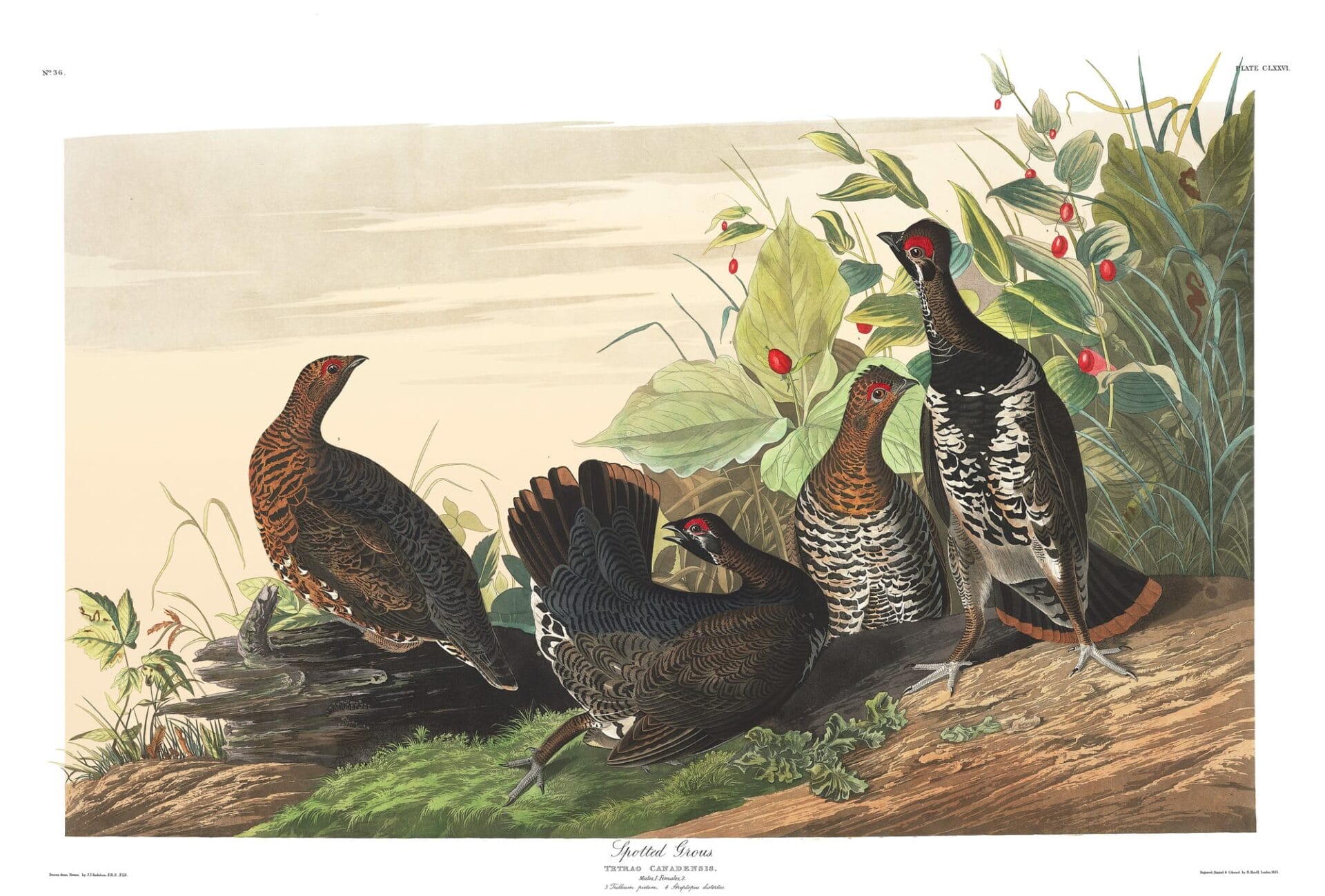 ptaki zostały na pożółkłych kartkach. John James Audubon, praca 7.