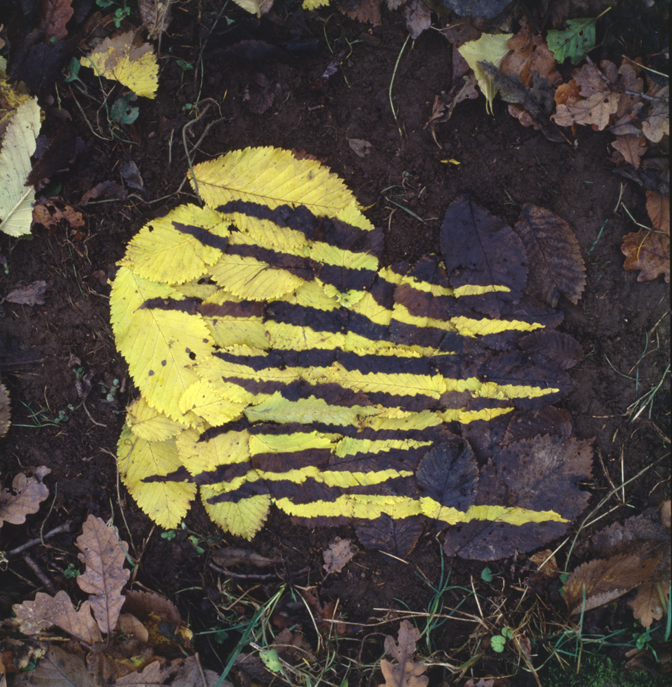 zanim zabierze to wiatr. Andy Goldsworthy, praca 5.