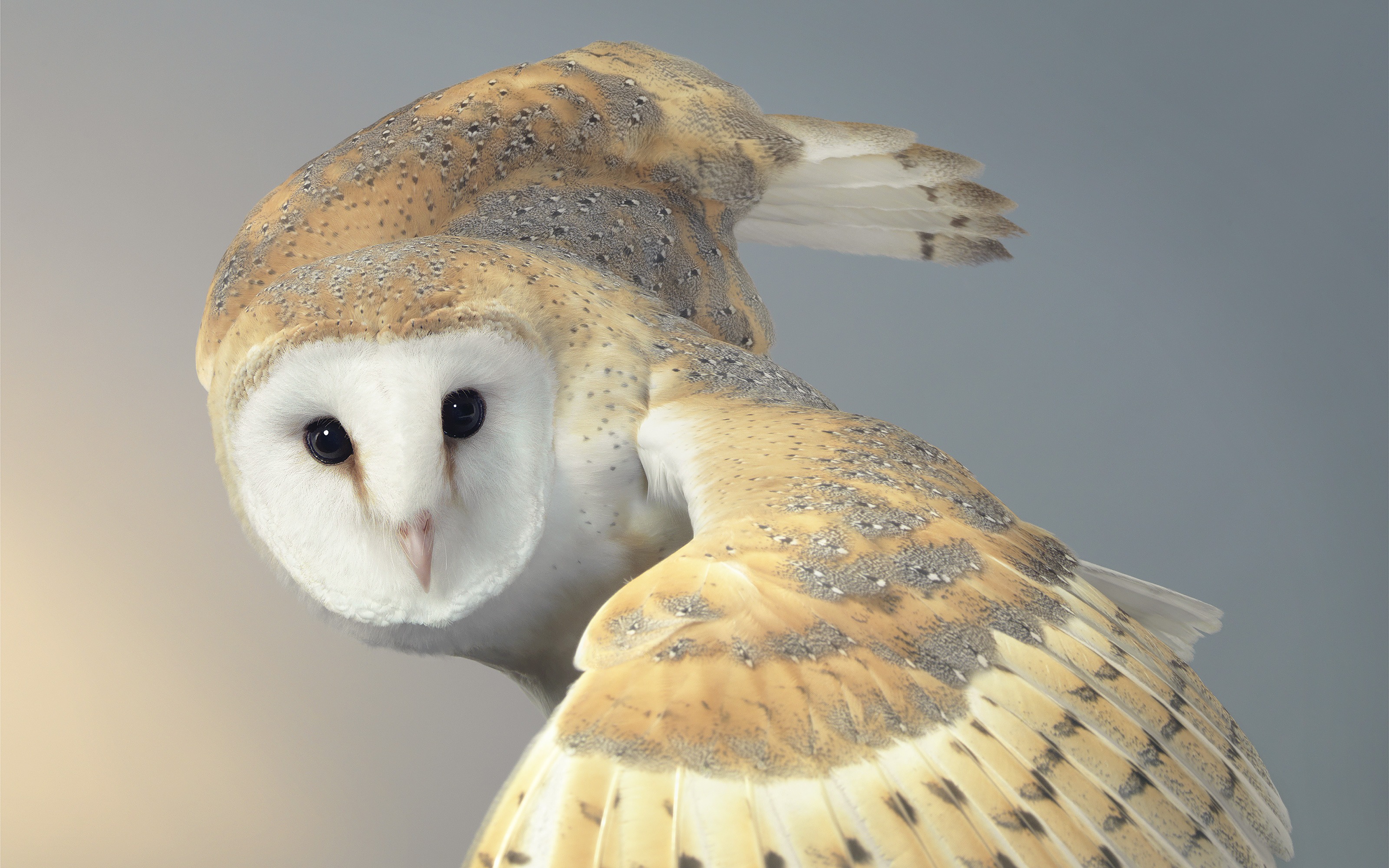 ktoś patrzy z drugiej strony gatunku. Tim Flach, praca 6.