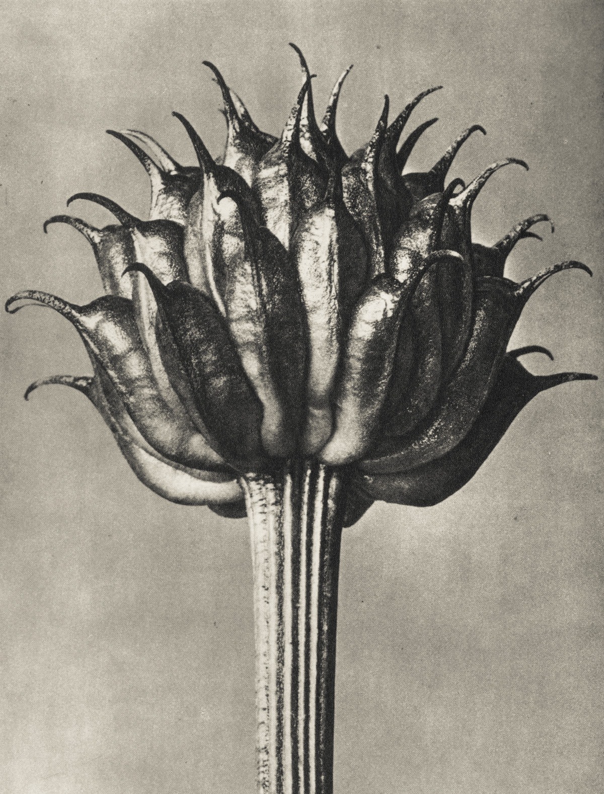zwykły liść, tylko popatrz dłużej. Karl Blossfeldt, praca 3.