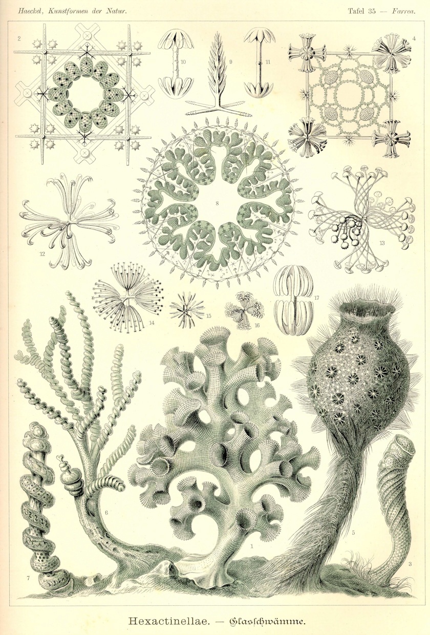 morze rysuje najdziwniejsze kształty. Ernst Haeckel, praca 6.