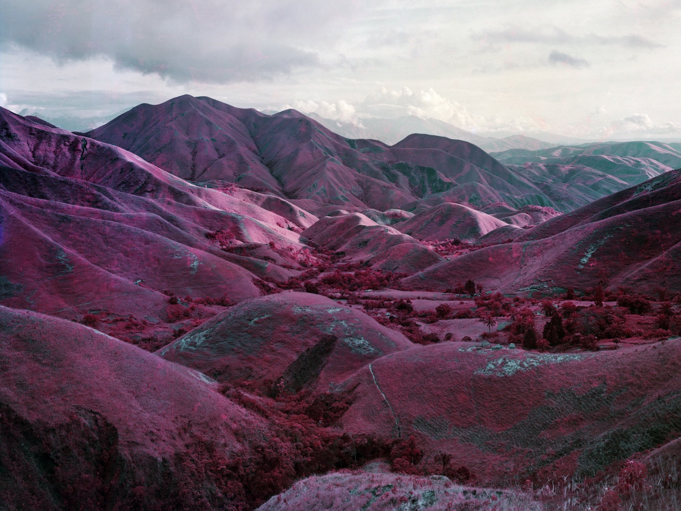 różowy kolor nie uspokaja. Richard Mosse, praca 2.