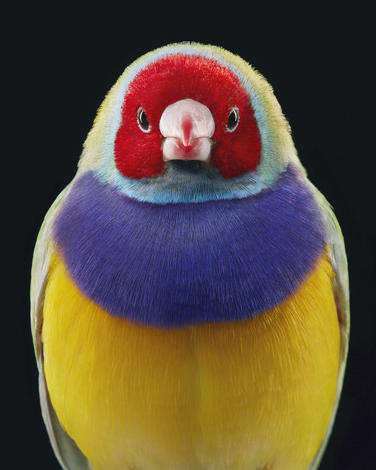 ktoś patrzy z drugiej strony gatunku. Tim Flach, praca 1.