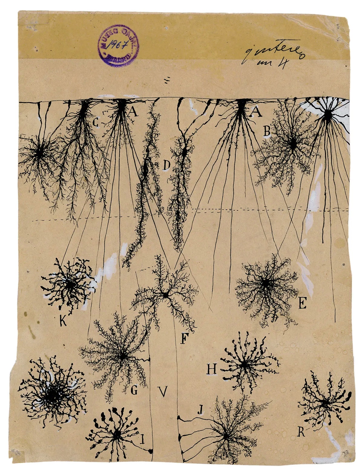 myśli mają drobne gałęzie. Santiago Ramón y Cajal, praca 4.