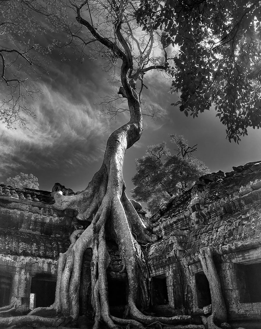 drzewa pamiętają dłużej. Beth Moon, praca 7.