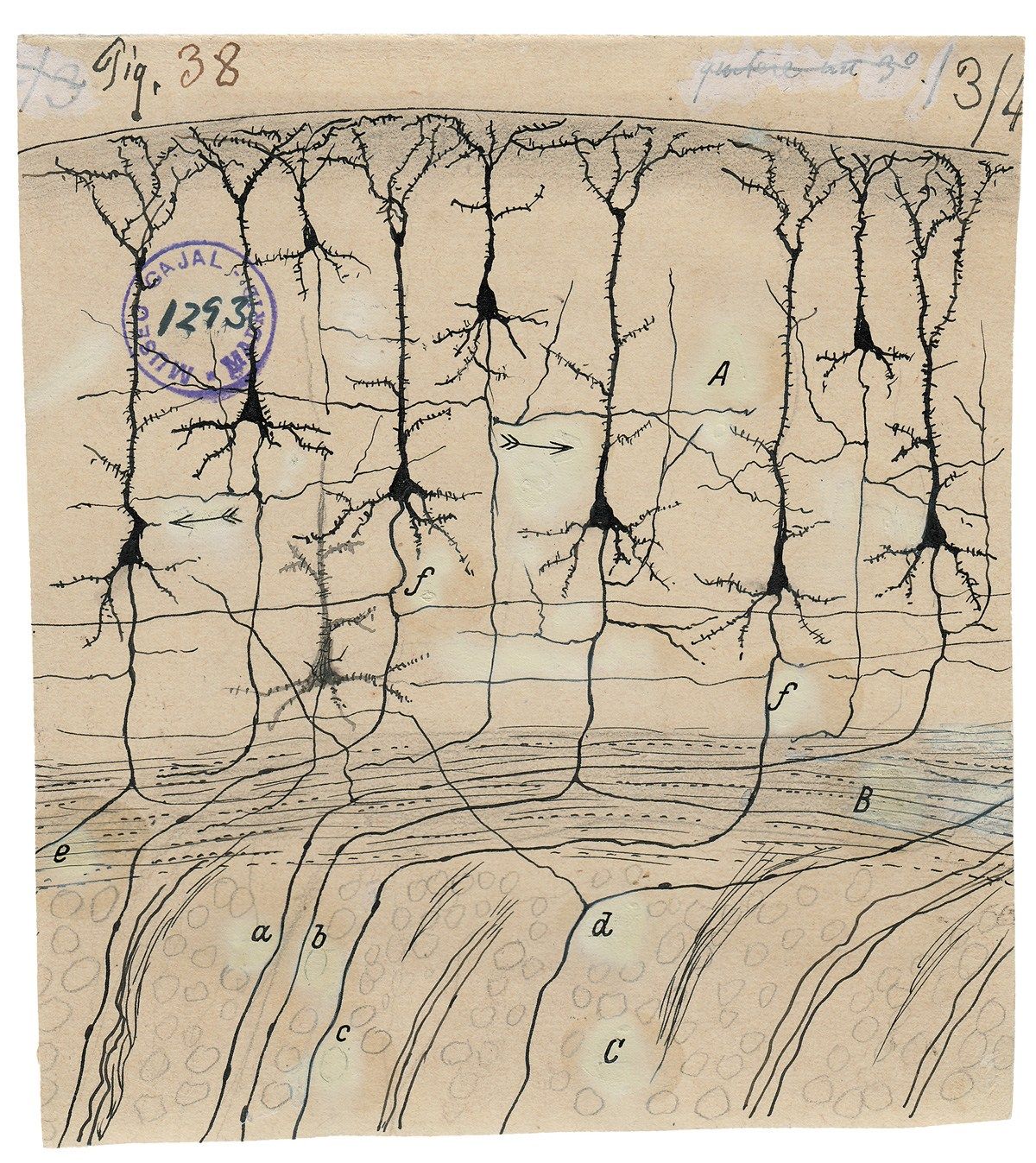 myśli mają drobne gałęzie. Santiago Ramón y Cajal, praca 5.