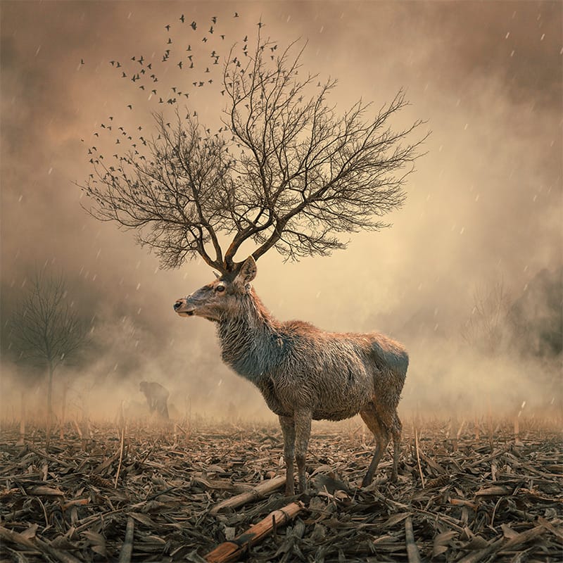 fotografia skręciła w stronę snu. Caras Ionut, praca 3.