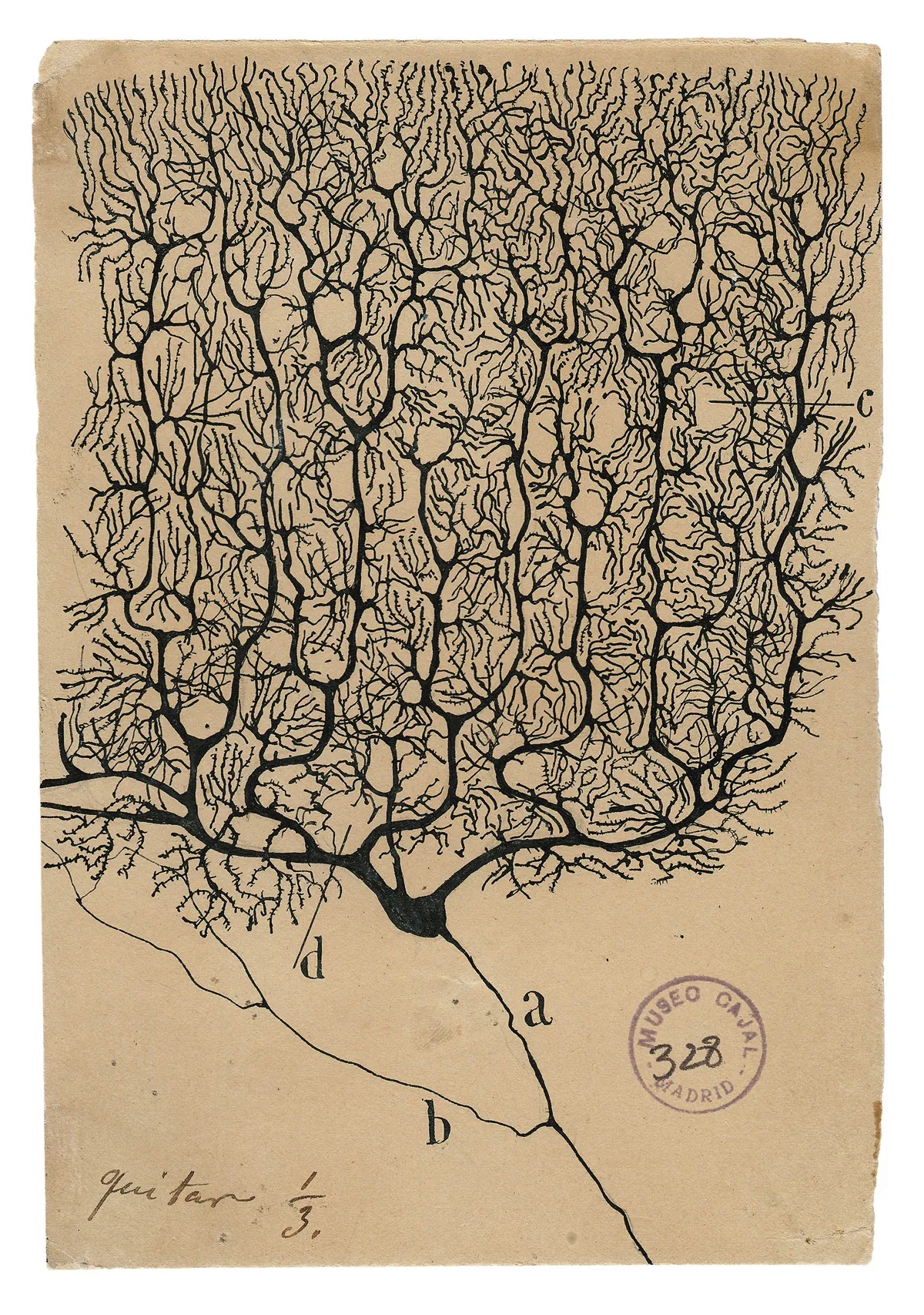 myśli mają drobne gałęzie. Santiago Ramón y Cajal, praca 2.