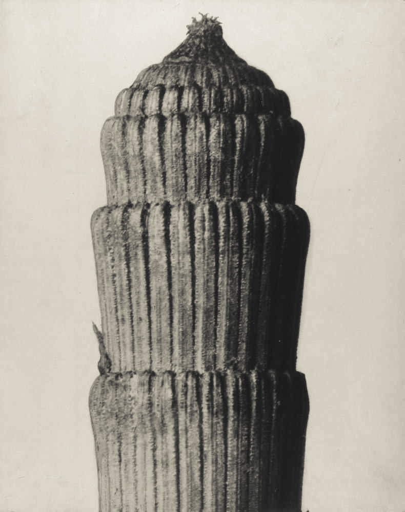 zwykły liść, tylko popatrz dłużej. Karl Blossfeldt, praca 5.