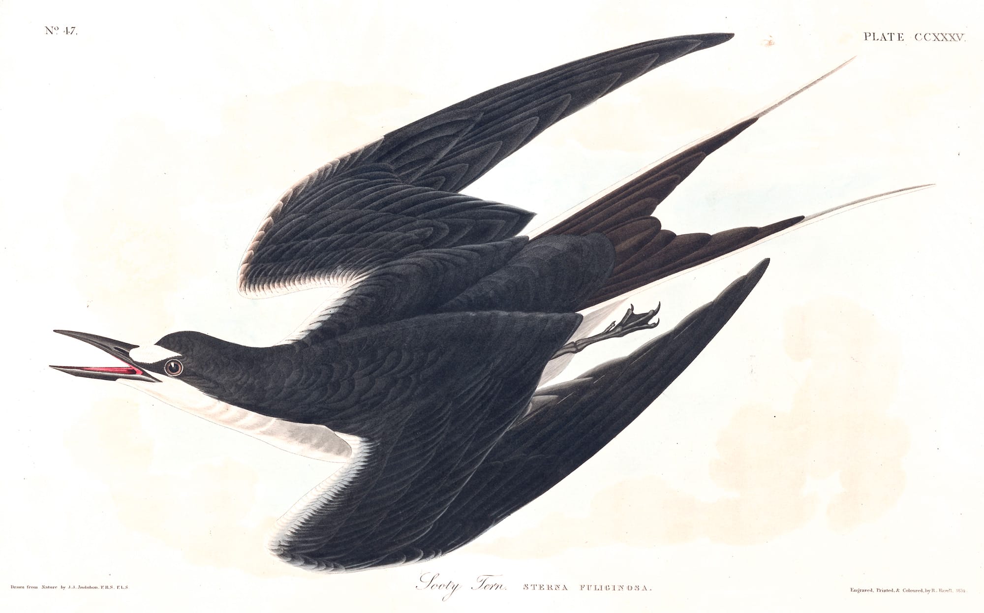 ptaki zostały na pożółkłych kartkach. John James Audubon, praca 5.