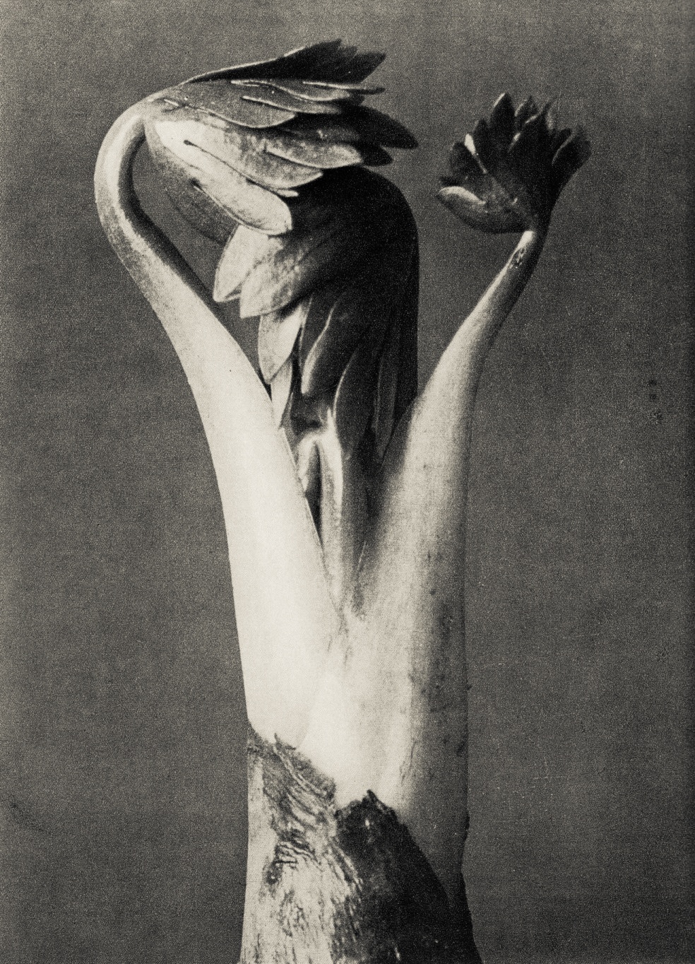 zwykły liść, tylko popatrz dłużej. Karl Blossfeldt, praca 1.