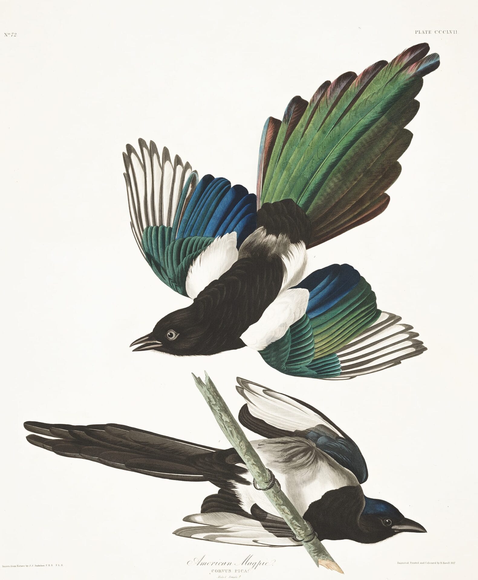 ptaki zostały na pożółkłych kartkach. John James Audubon, praca 3.