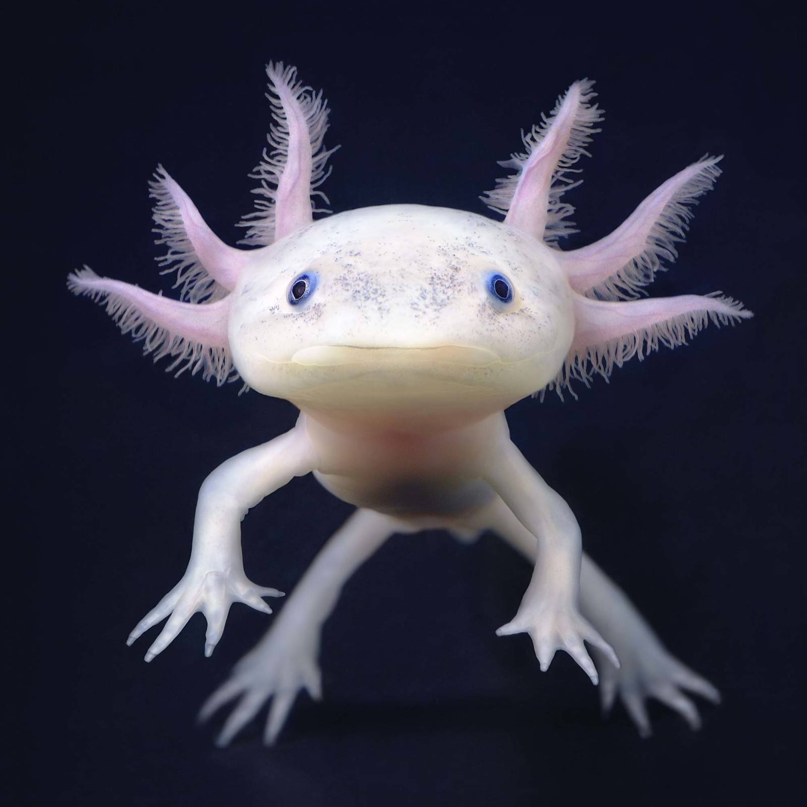 ktoś patrzy z drugiej strony gatunku. Tim Flach, praca 8.