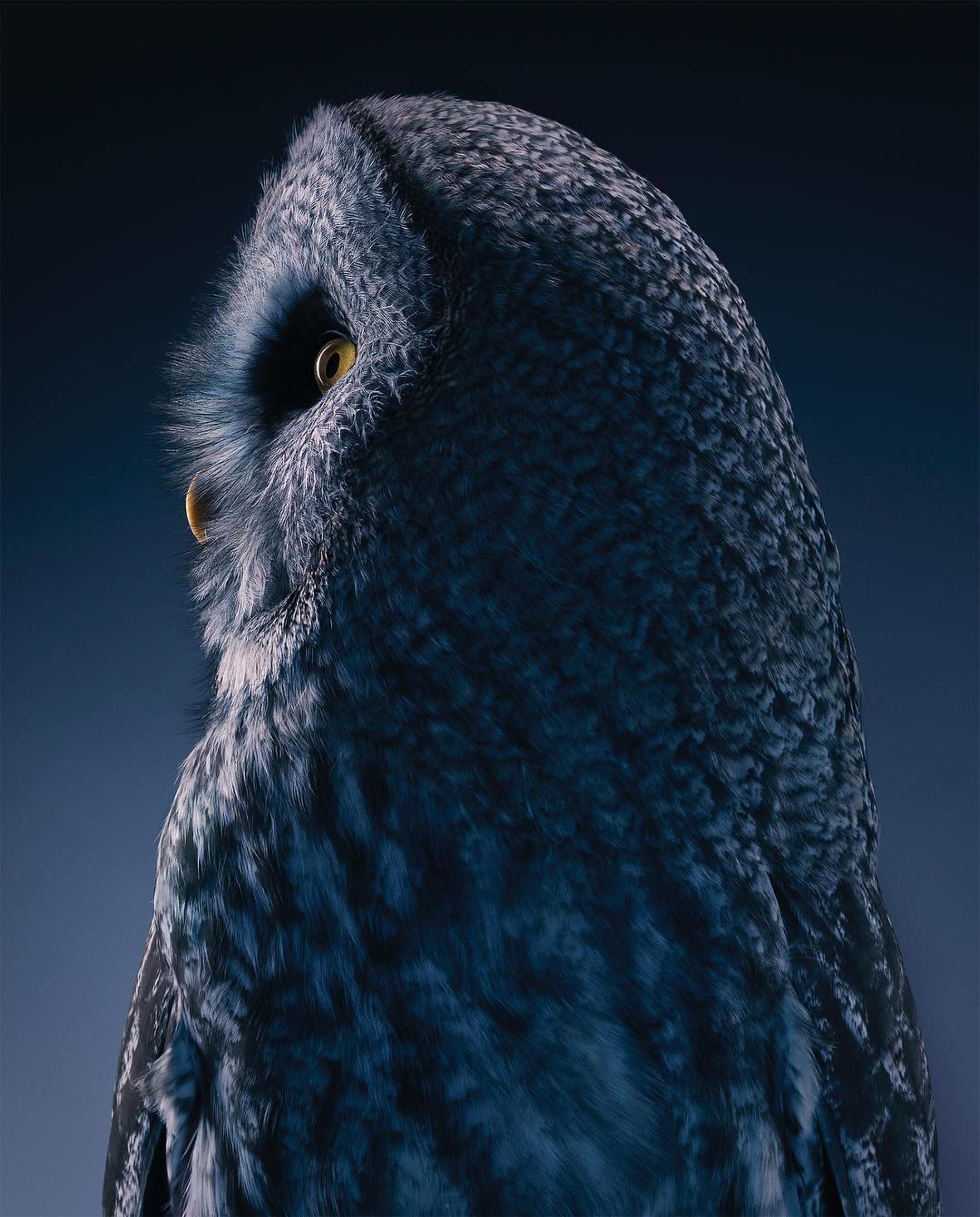 ktoś patrzy z drugiej strony gatunku. Tim Flach, praca 5.