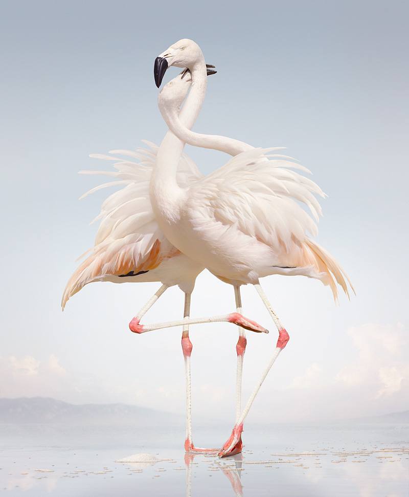 zwierzęta czekają na koniec bajki. Simen Johan, praca 1.