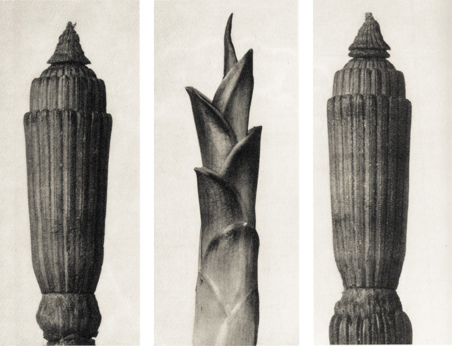 zwykły liść, tylko popatrz dłużej. Karl Blossfeldt, praca 6.