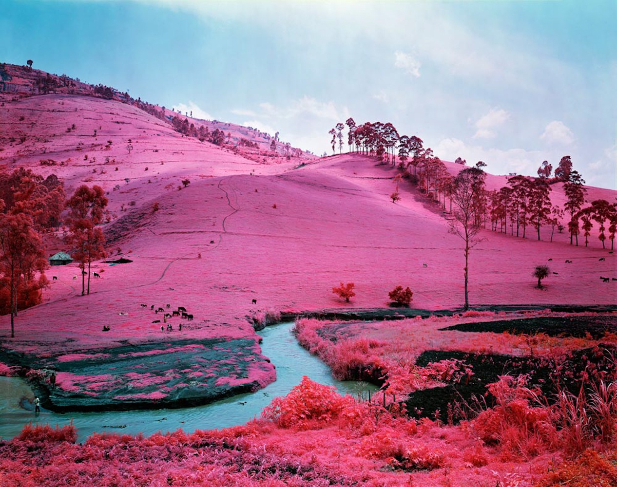 różowy kolor nie uspokaja. Richard Mosse, praca 5.