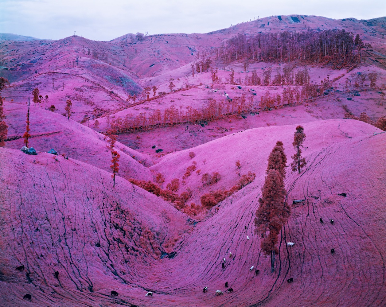 różowy kolor nie uspokaja. Richard Mosse, praca 3.
