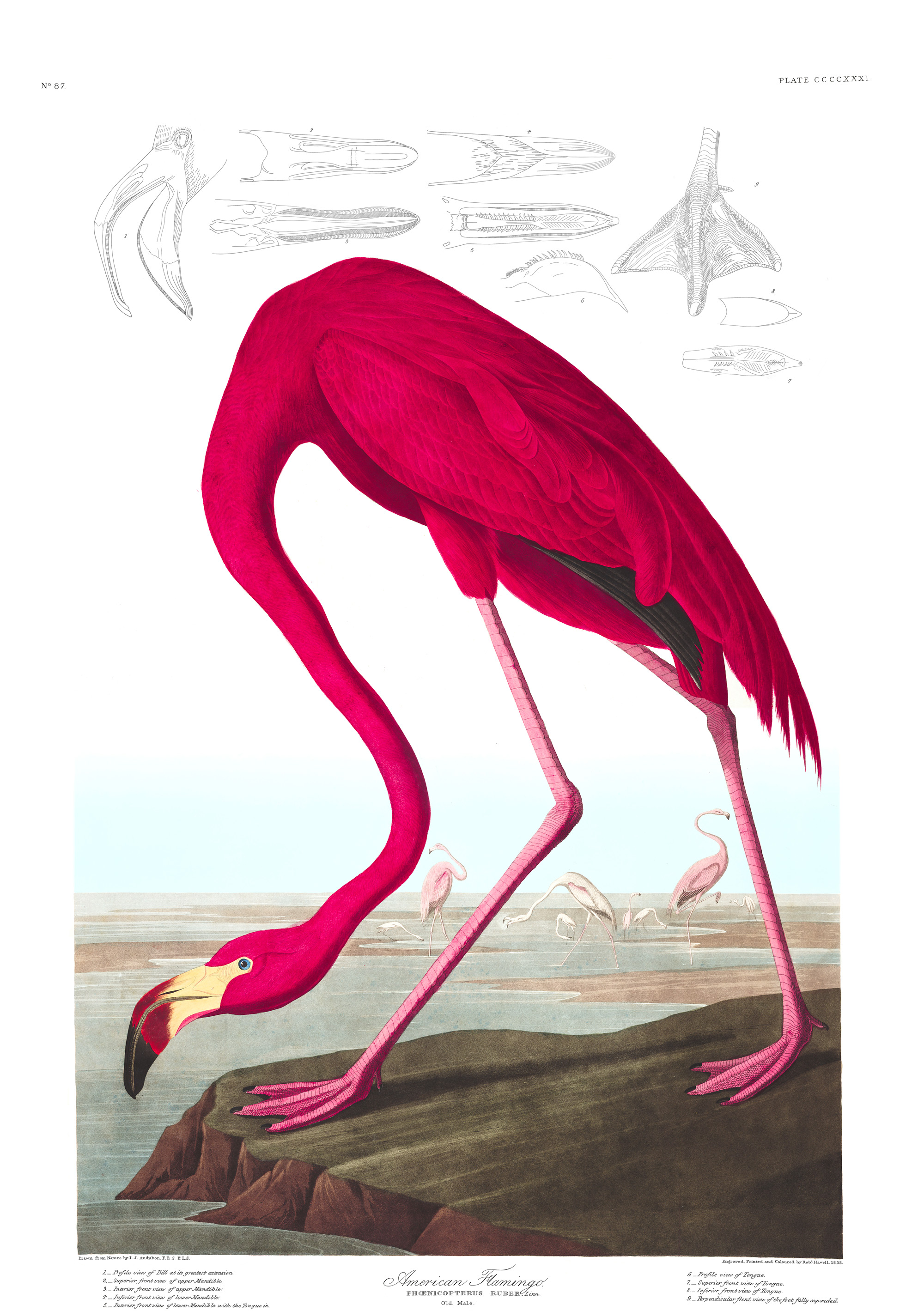 ptaki zostały na pożółkłych kartkach. John James Audubon, praca 8.