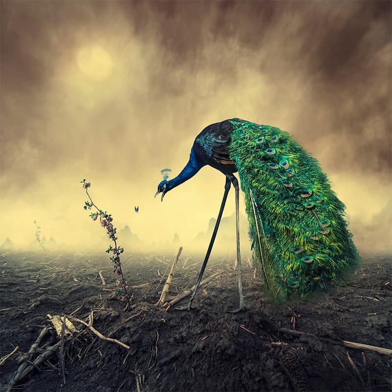 fotografia skręciła w stronę snu. Caras Ionut, praca 2.