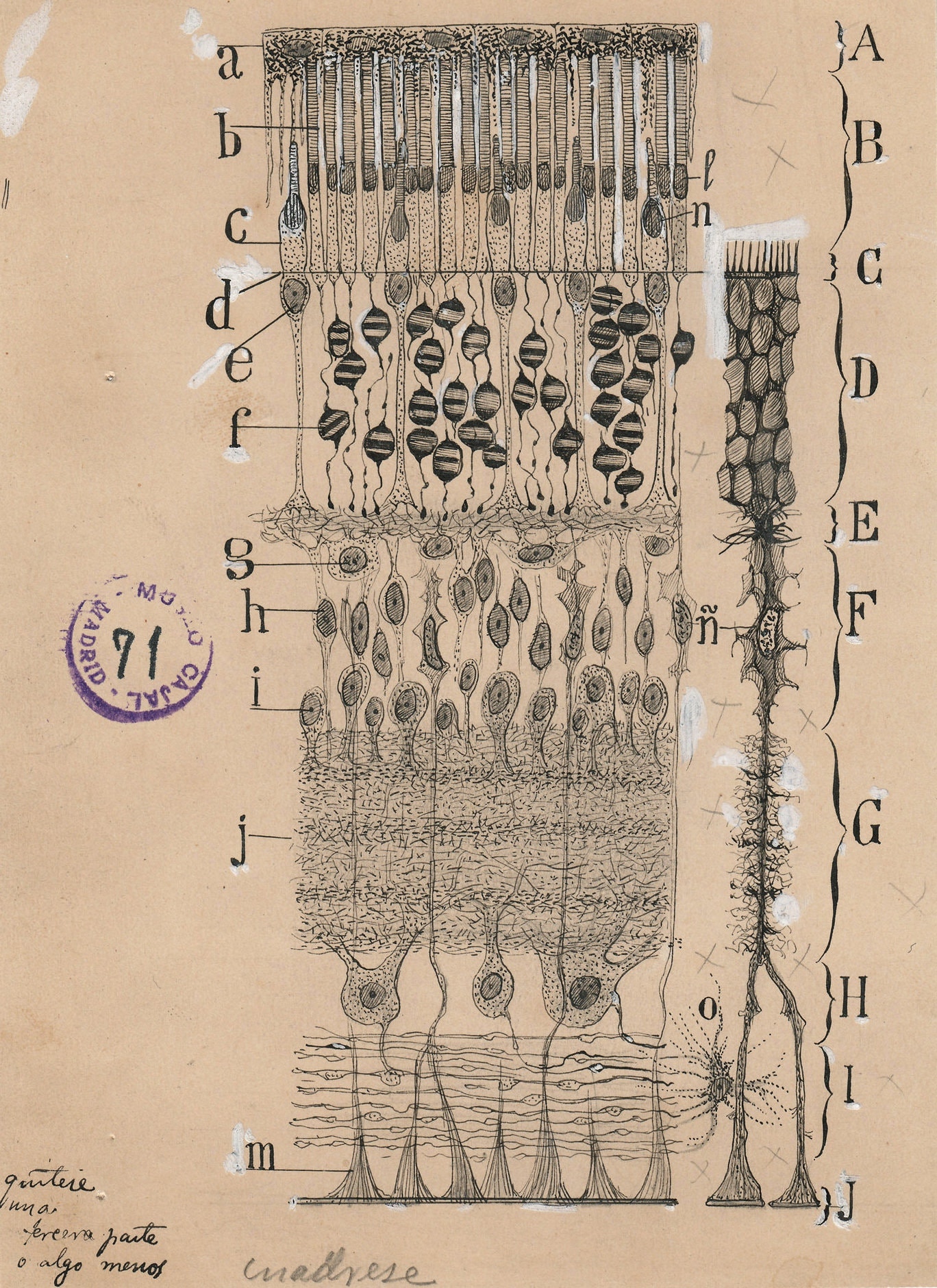 myśli mają drobne gałęzie. Santiago Ramón y Cajal, praca 10.