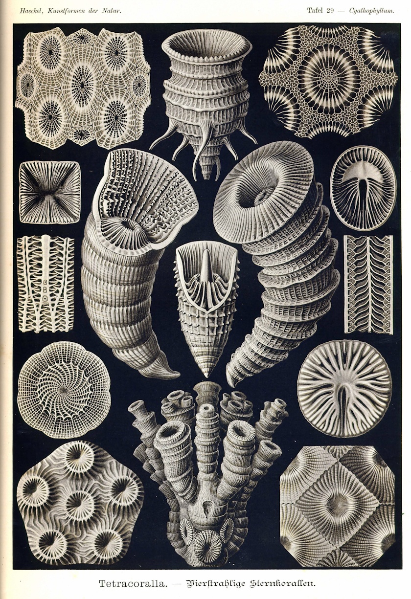morze rysuje najdziwniejsze kształty. Ernst Haeckel, praca 3.