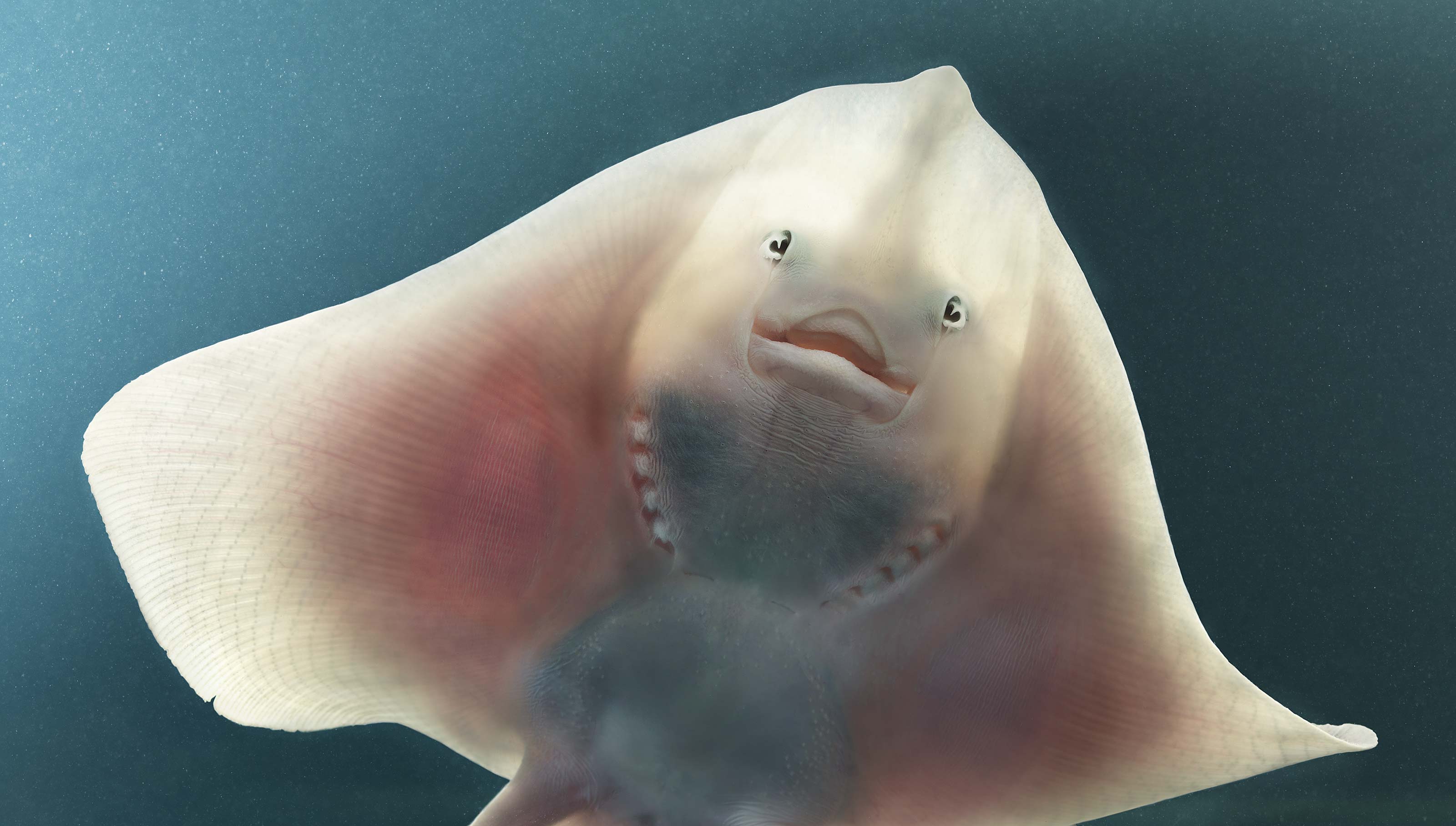 ktoś patrzy z drugiej strony gatunku. Tim Flach, praca 9.