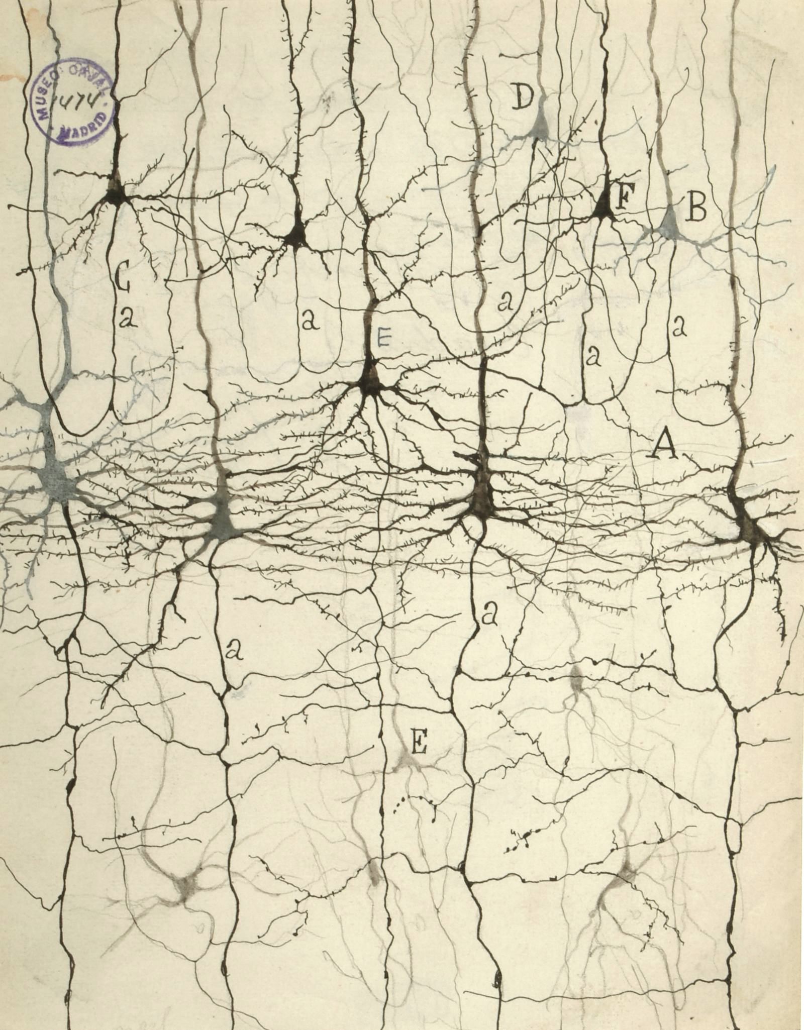 myśli mają drobne gałęzie. Santiago Ramón y Cajal, praca 9.