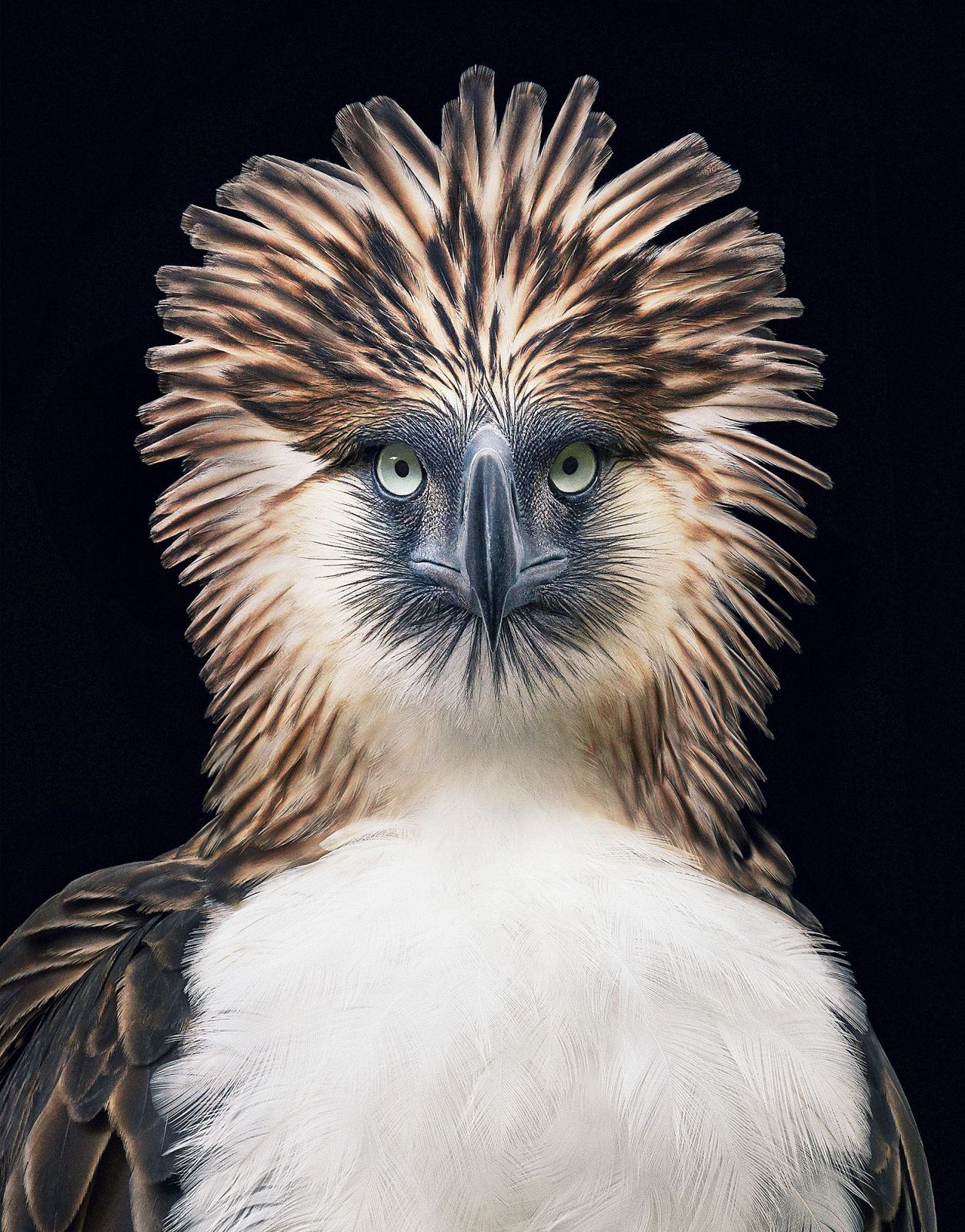 ktoś patrzy z drugiej strony gatunku. Tim Flach, praca 2.