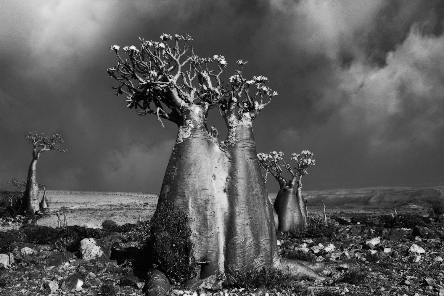 drzewa pamiętają dłużej. Beth Moon, praca 5.