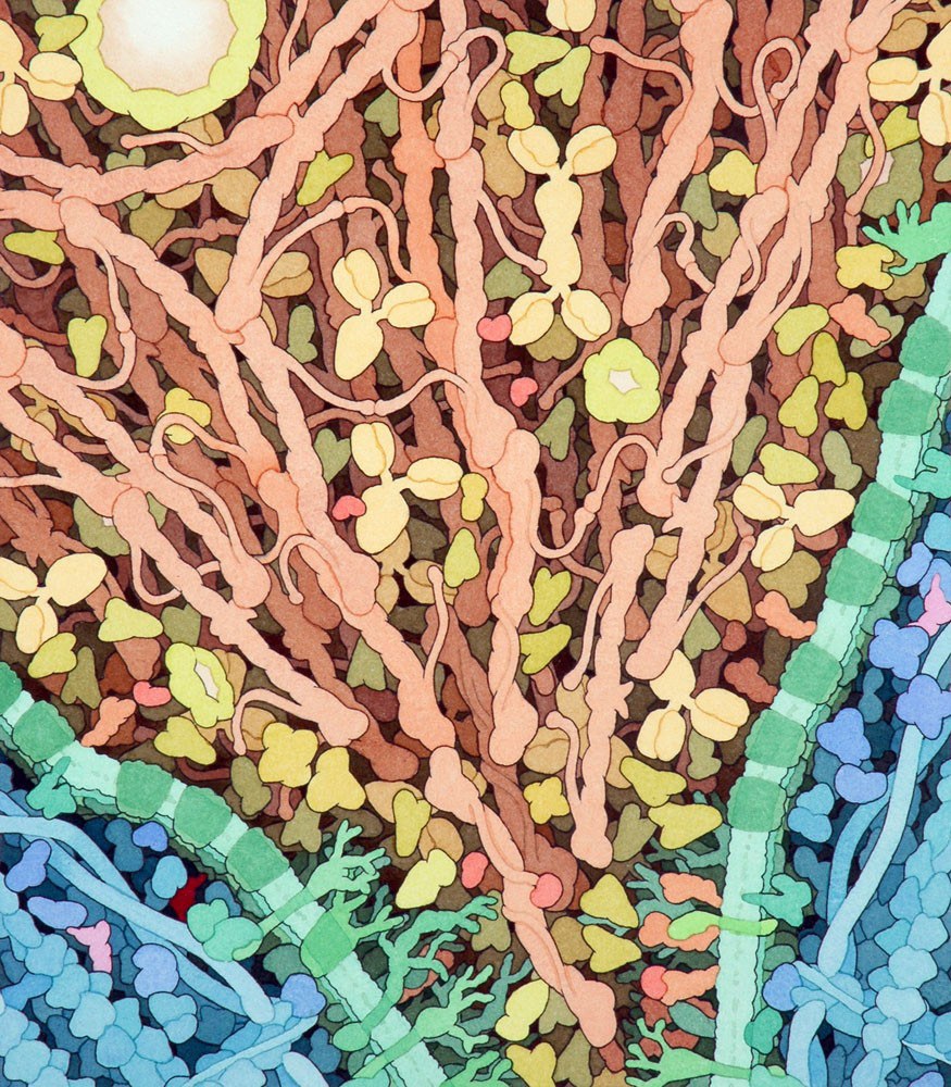 w każdej chwili dzieje się we mnie tyle. David S. Goodsell, praca 4.