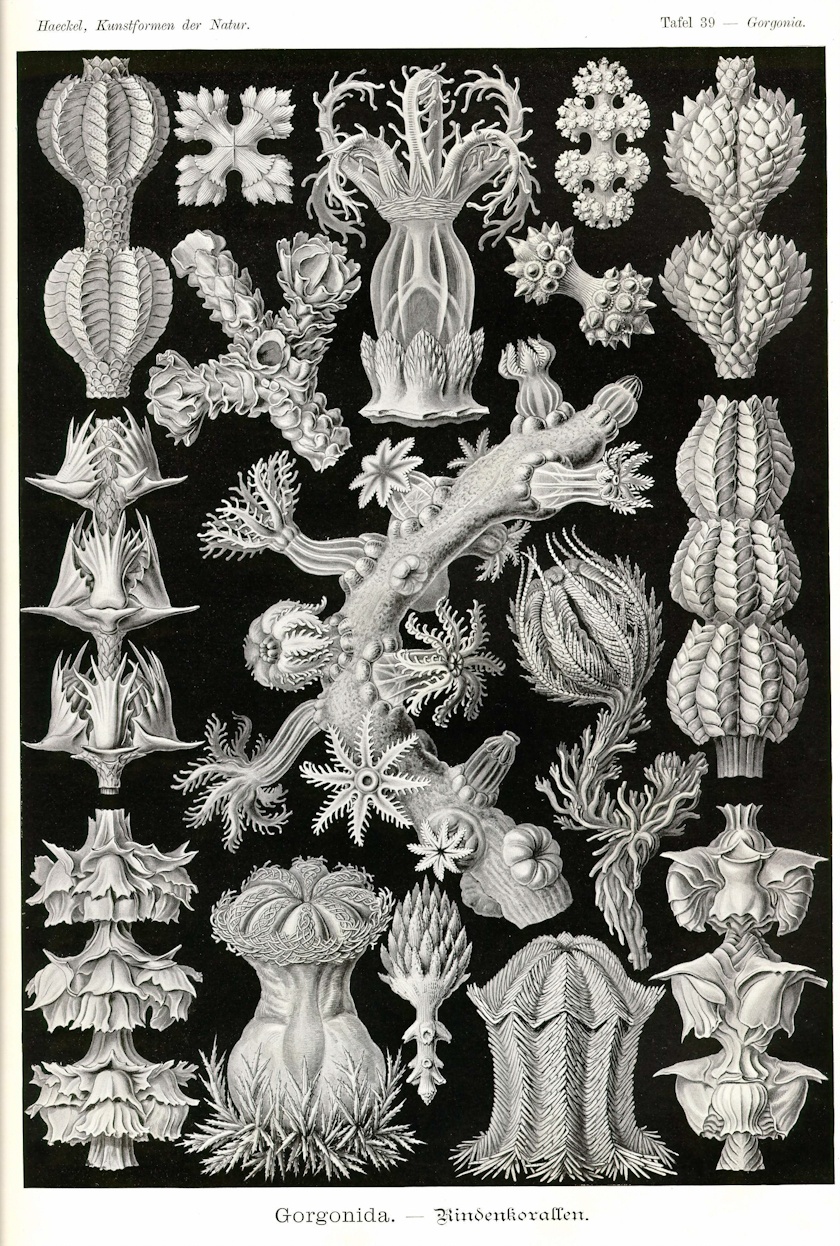 morze rysuje najdziwniejsze kształty. Ernst Haeckel, praca 9.