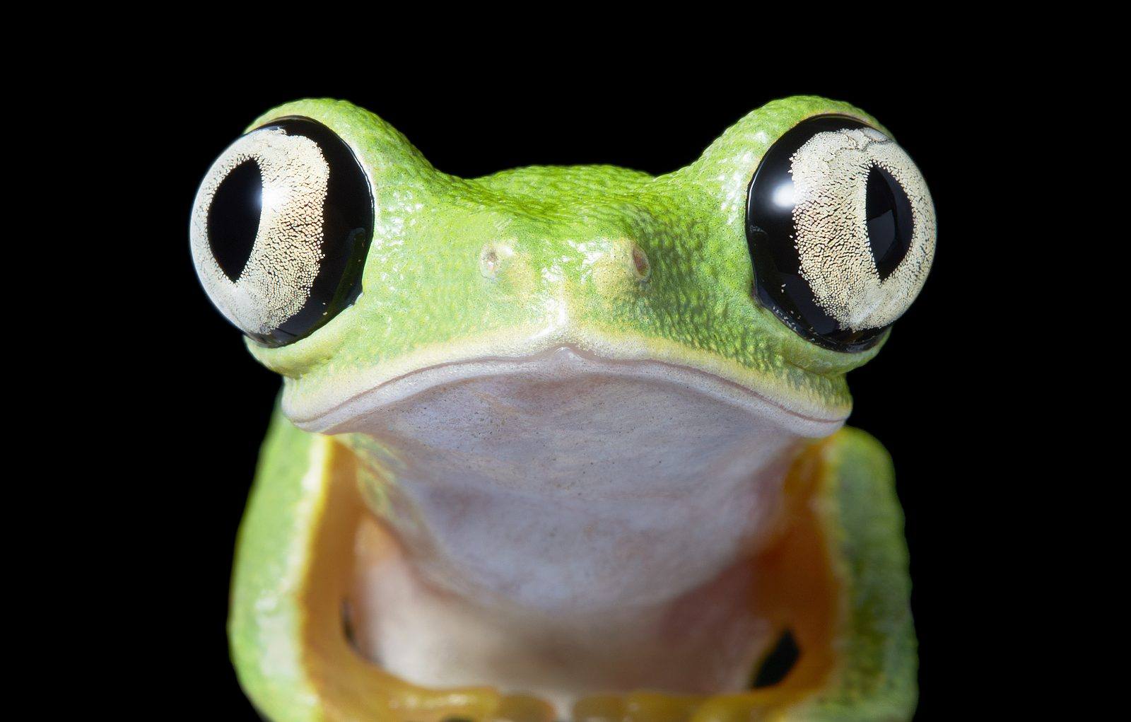 ktoś patrzy z drugiej strony gatunku. Tim Flach, praca 7.