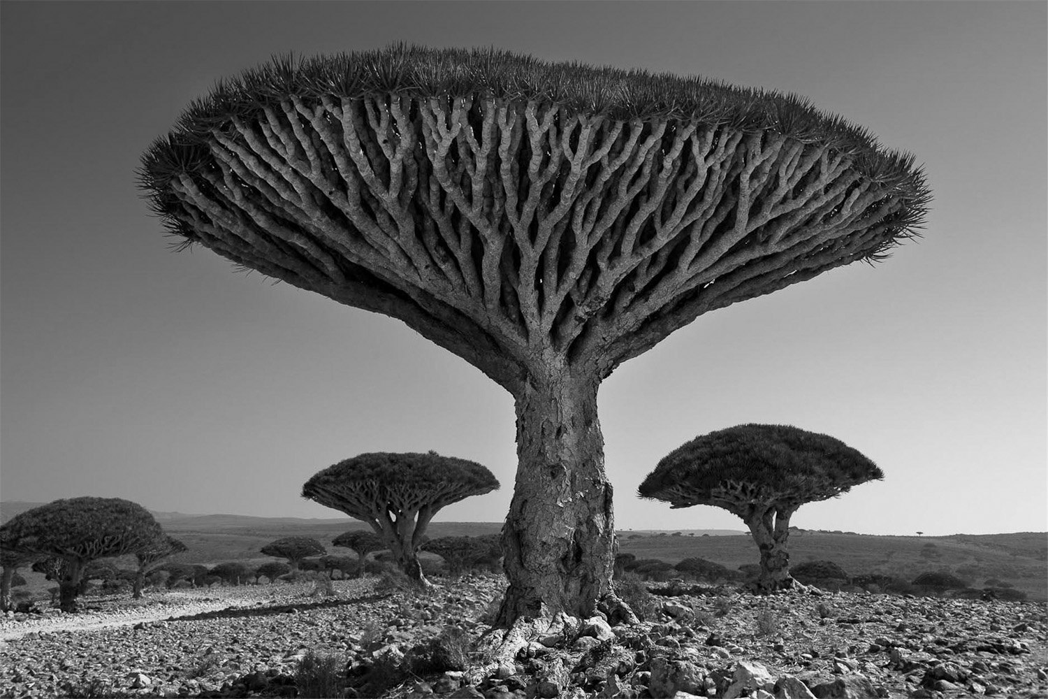 drzewa pamiętają dłużej. Beth Moon, praca 4.
