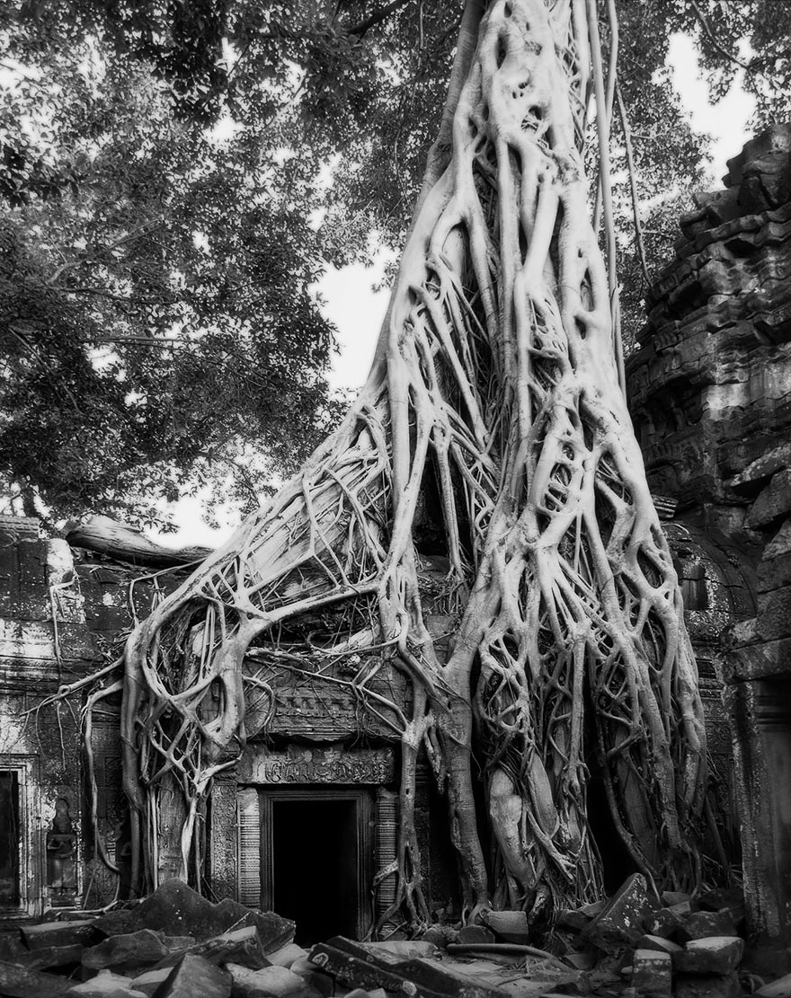 drzewa pamiętają dłużej. Beth Moon, praca 8.