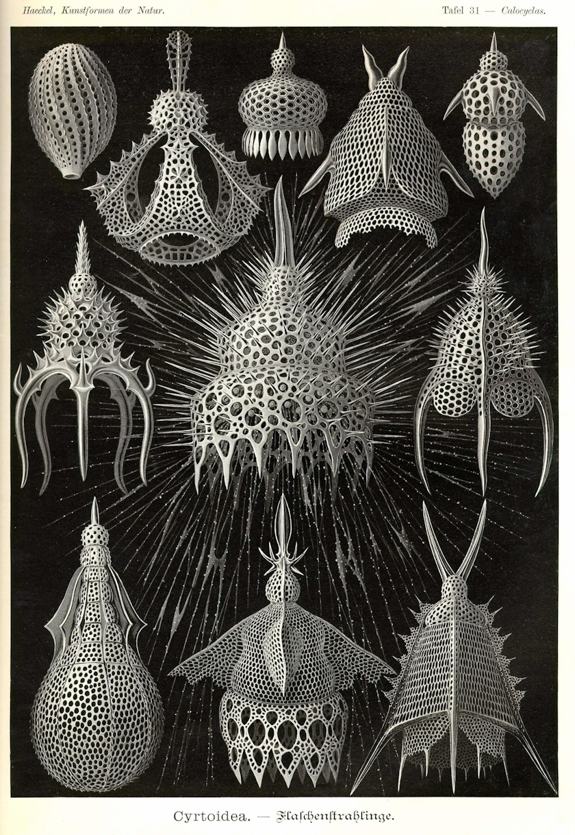 morze rysuje najdziwniejsze kształty. Ernst Haeckel, praca 5.