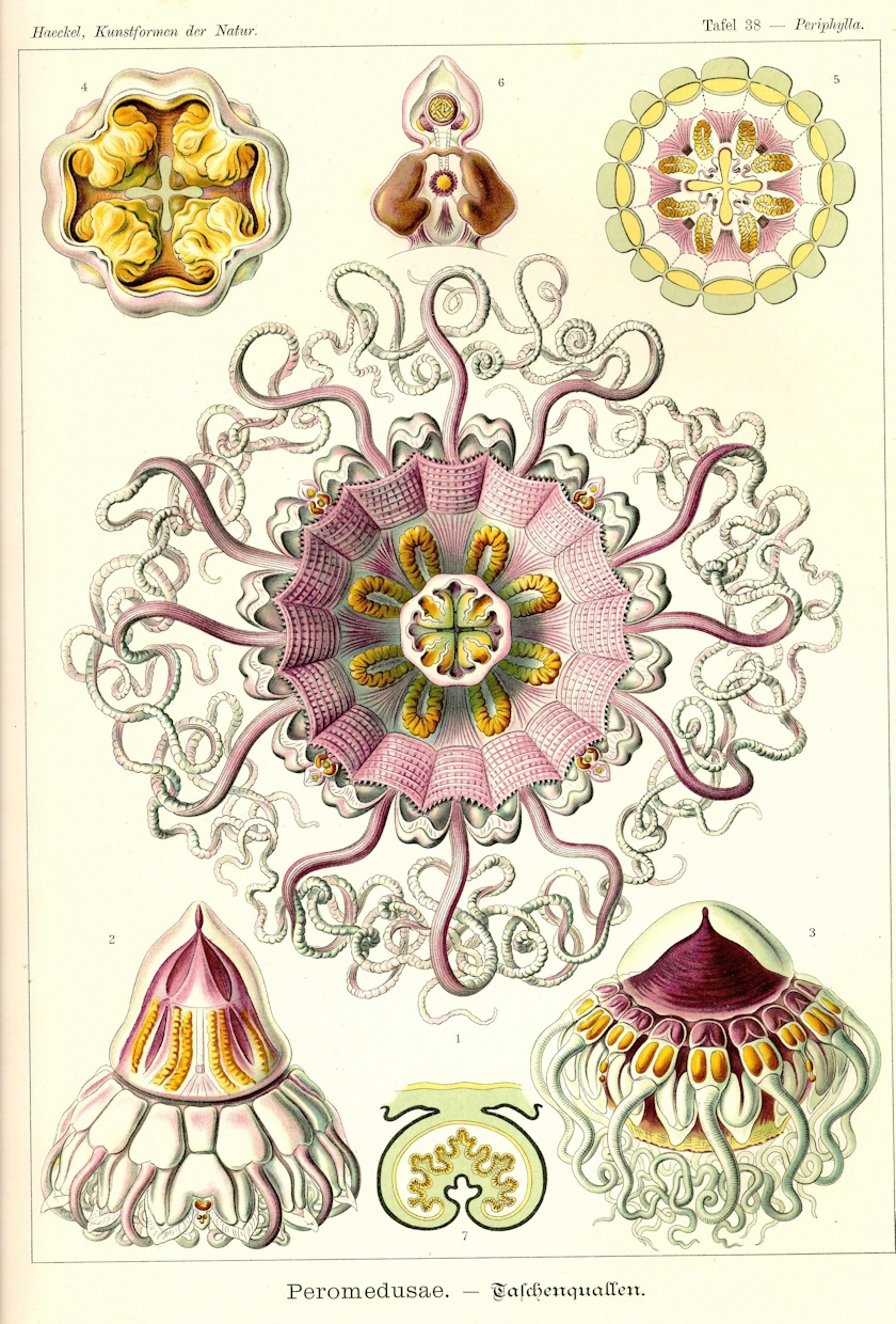 morze rysuje najdziwniejsze kształty. Ernst Haeckel, praca 8.
