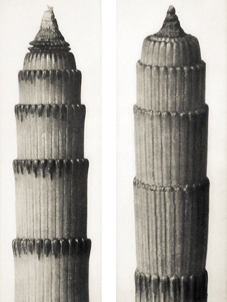 zwykły liść, tylko popatrz dłużej. Karl Blossfeldt, praca 7.