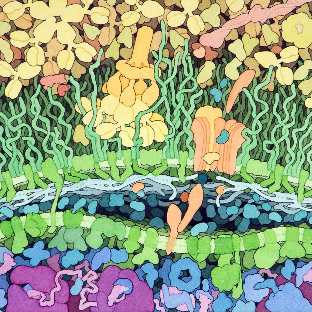 w każdej chwili dzieje się we mnie tyle. David S. Goodsell, praca 6.